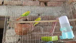 পাখি সেল দিব