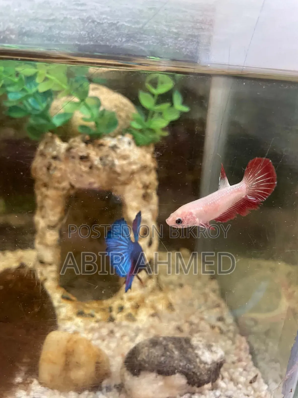 Betta Fish