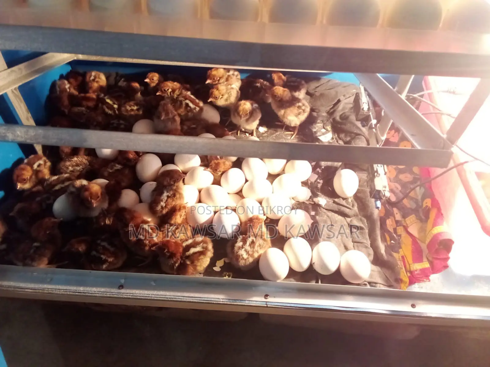 High-Quality Egyptian Fayoumi Chickens and Chicks - Mirsharai/Baraiyarhat