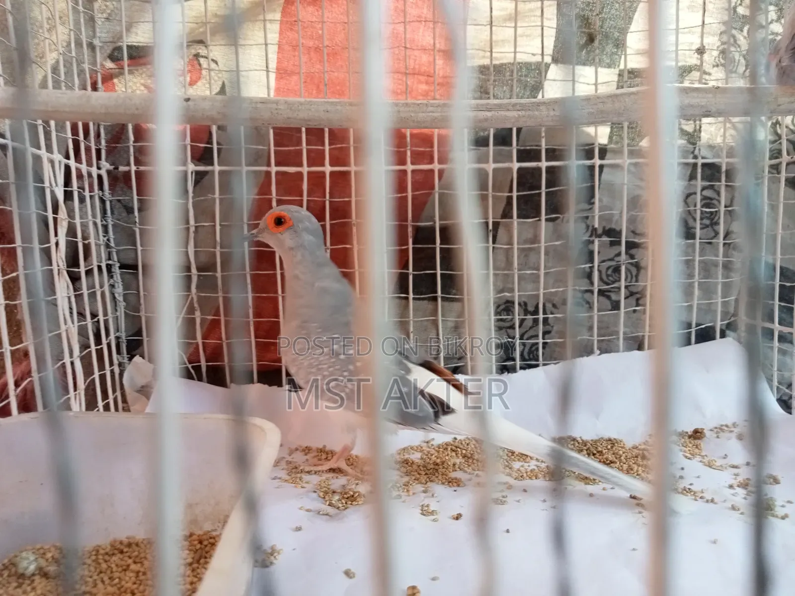 Diamond Dove
