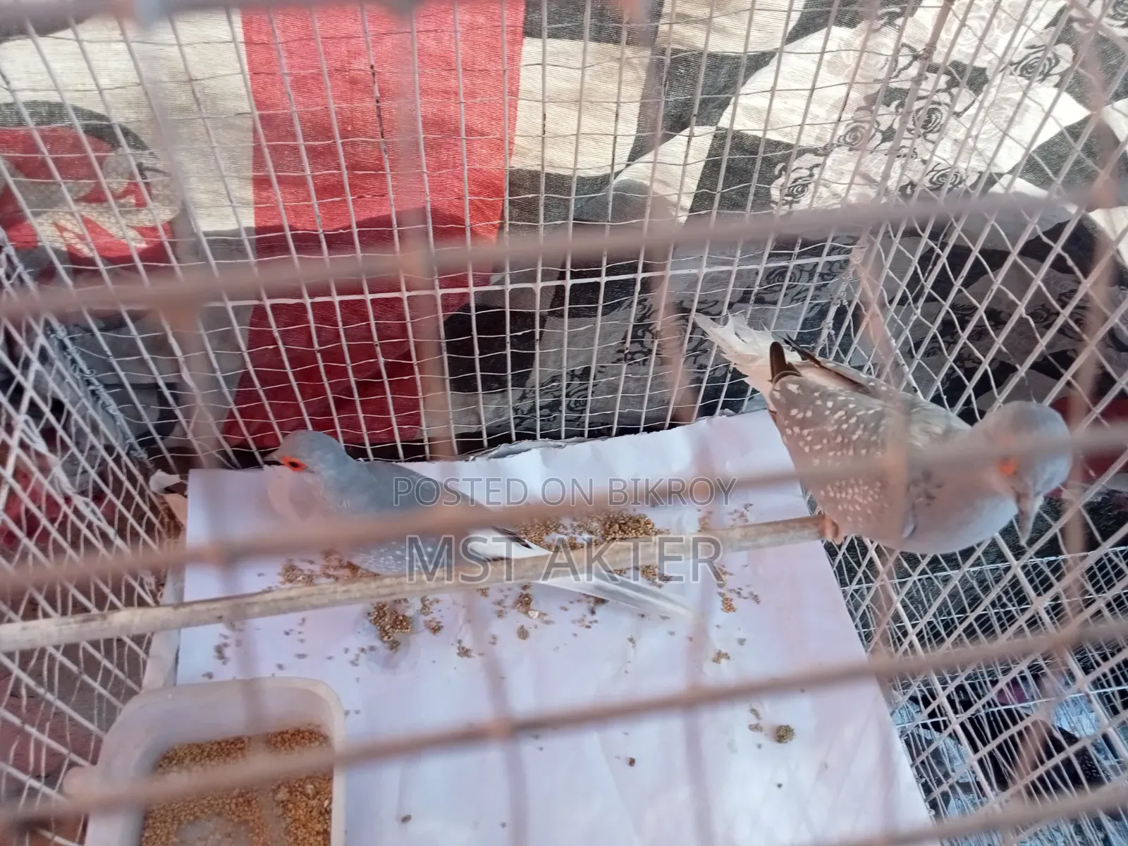 Diamond Dove
