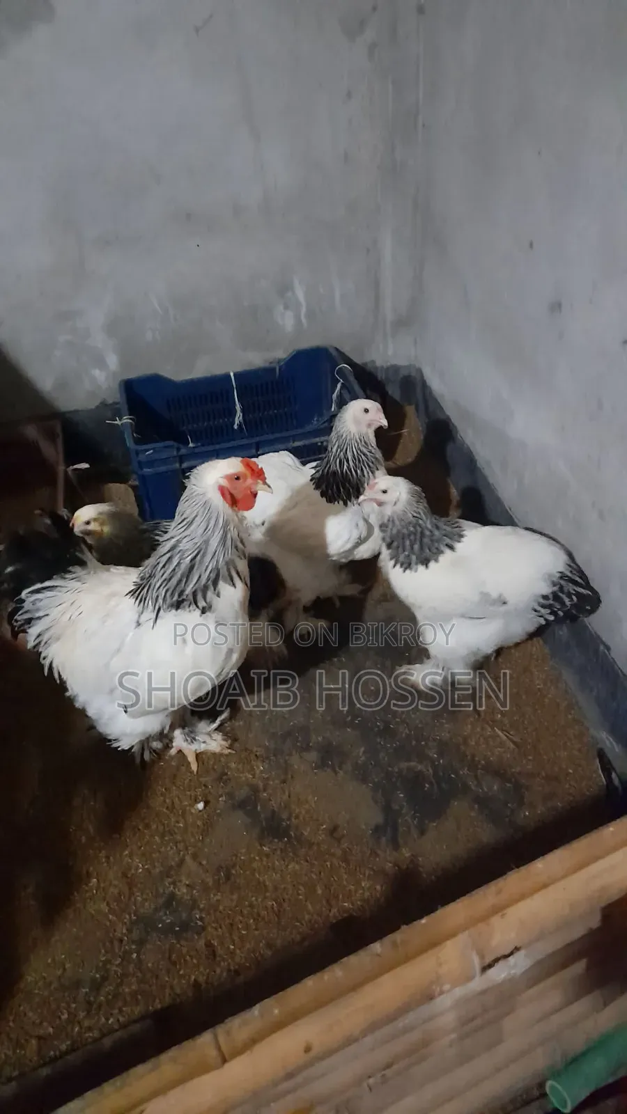 Brahma Chicken Light