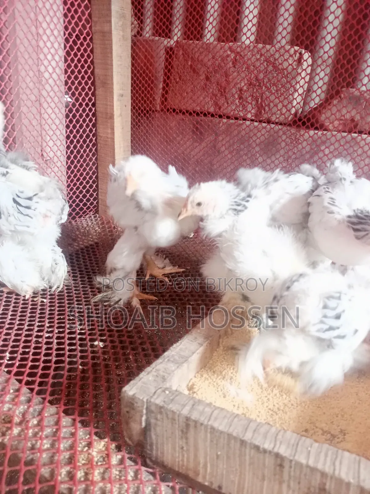 Brahma Chicken Light