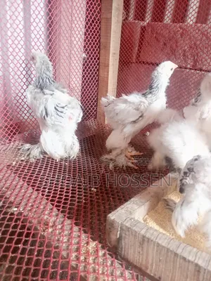 Brahma Chicken Light