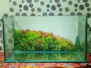 Fish Aquarium