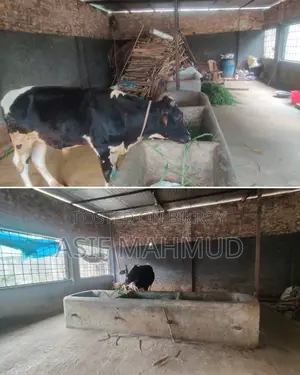 গরুর ফার্ম ভাড়া দেওয়া হবে এগ্রো/ডেইরি খামার ধামরাই সাভার ঢাকা
