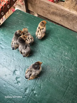কিছু সৌখিন মুরগীর বেবি সেল করা হবে