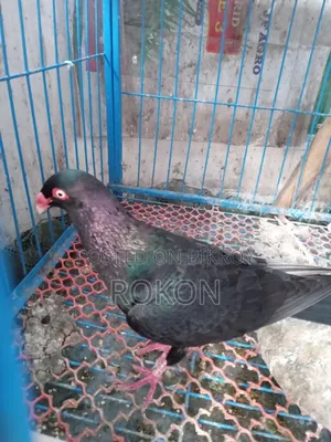 Danish Pigeon Male