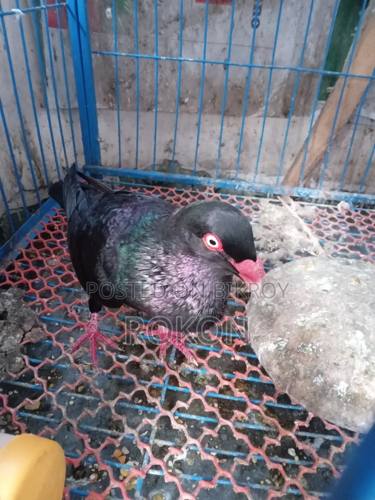 Danish Pigeon Male