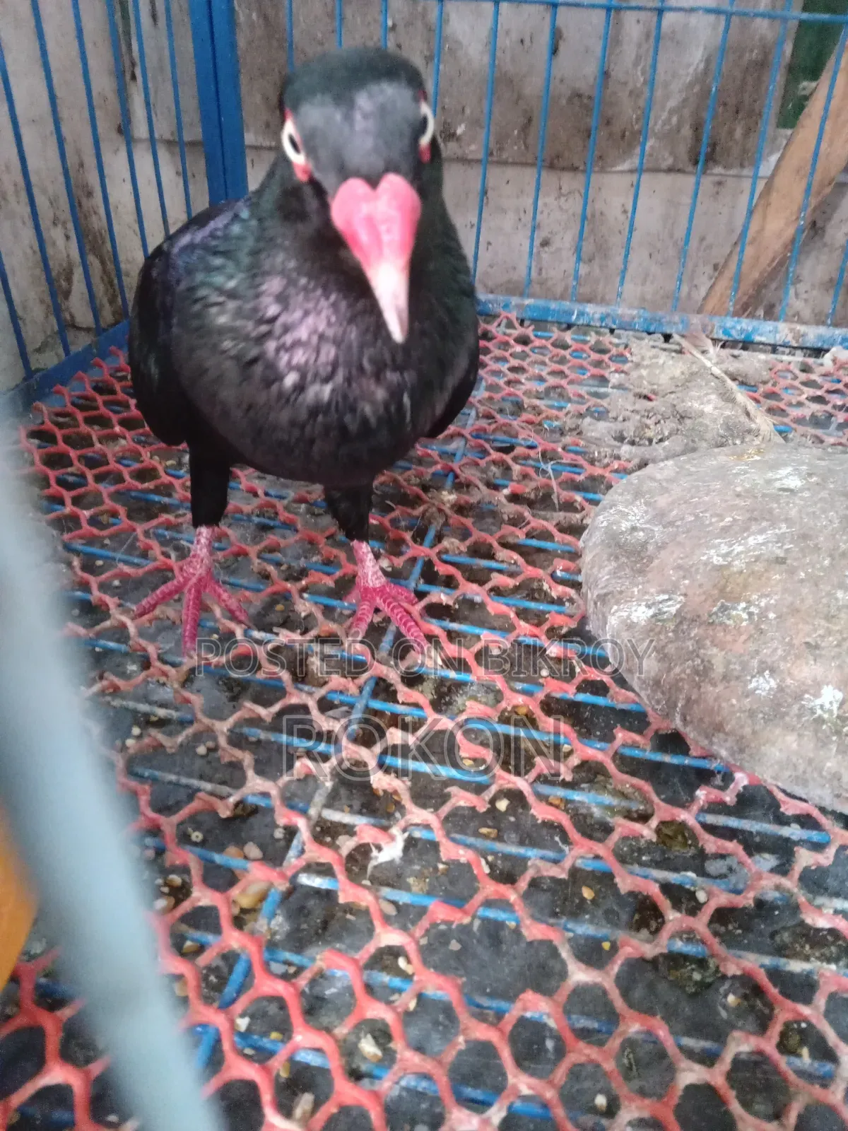 Danish Pigeon Male