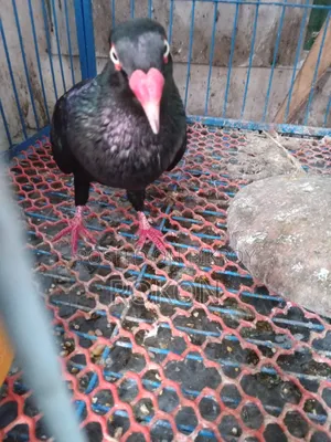 Danish Pigeon Male