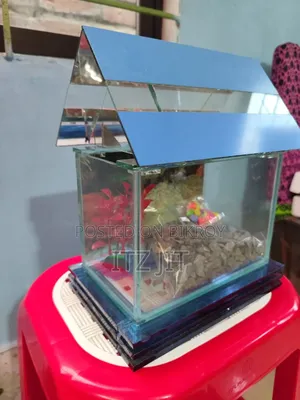 An Attractive Aquarium
