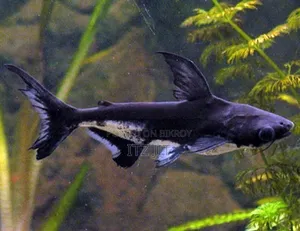 An Attractive Aquarium