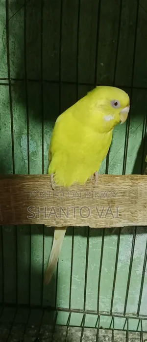 লুটিনো বাজারিগার