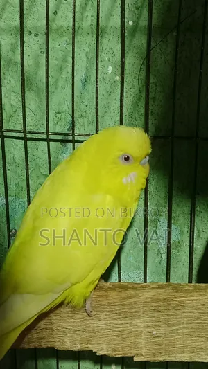 বাজারিগার পাখি