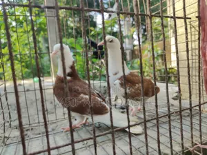Rajgollar Bachha
