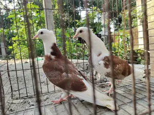 Rajgollar Bachha