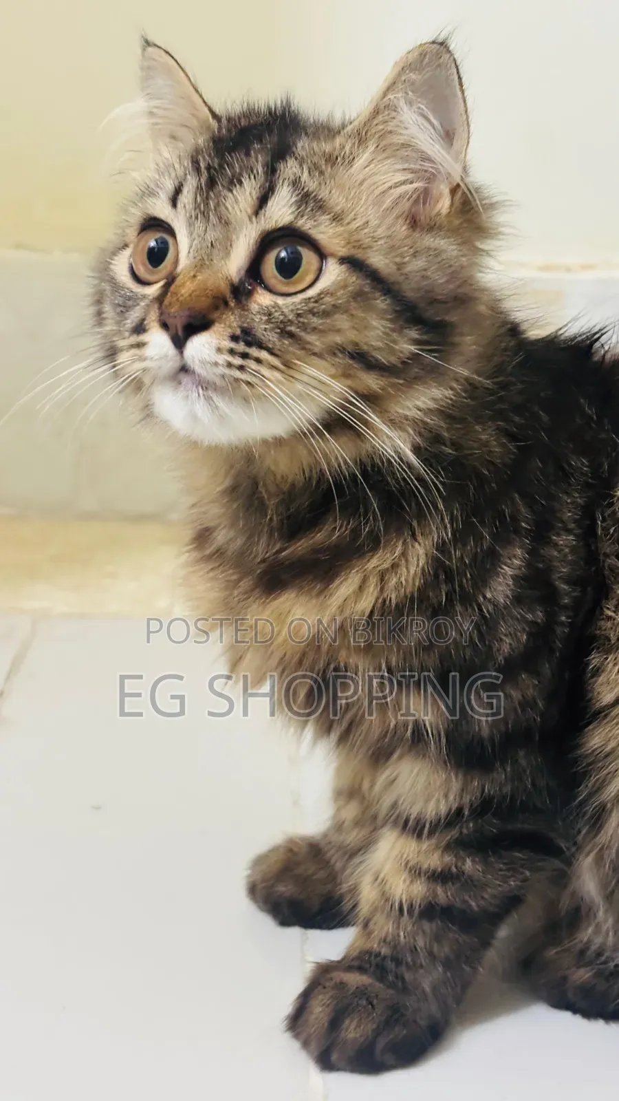 3-6 Months Male Purebred Tabby