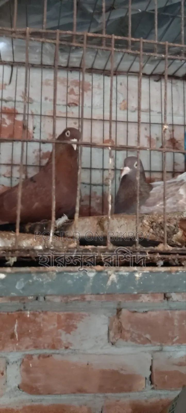 Pigeon Pair for Sale