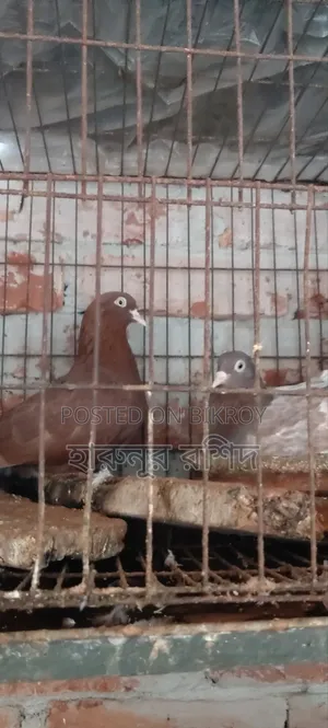 Pigeon Pair for Sale