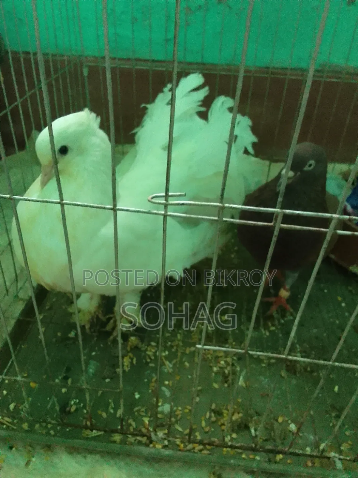 Looking to trade a beautiful pair of pigeons with two chicks in Chandpur Sadar