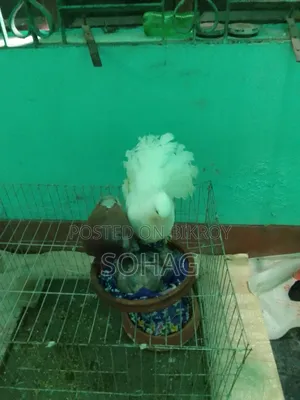 Looking to trade a beautiful pair of pigeons with two chicks in Chandpur Sadar