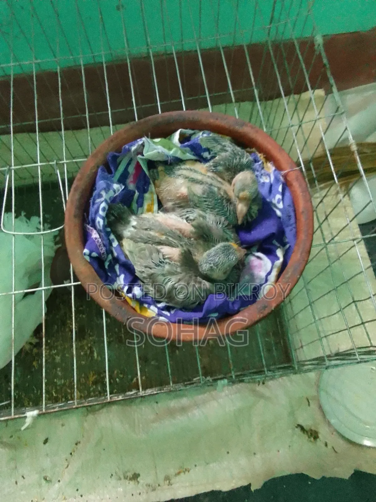 Looking to trade a beautiful pair of pigeons with two chicks in Chandpur Sadar