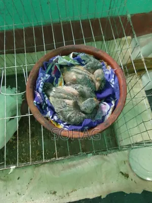Looking to trade a beautiful pair of pigeons with two chicks in Chandpur Sadar