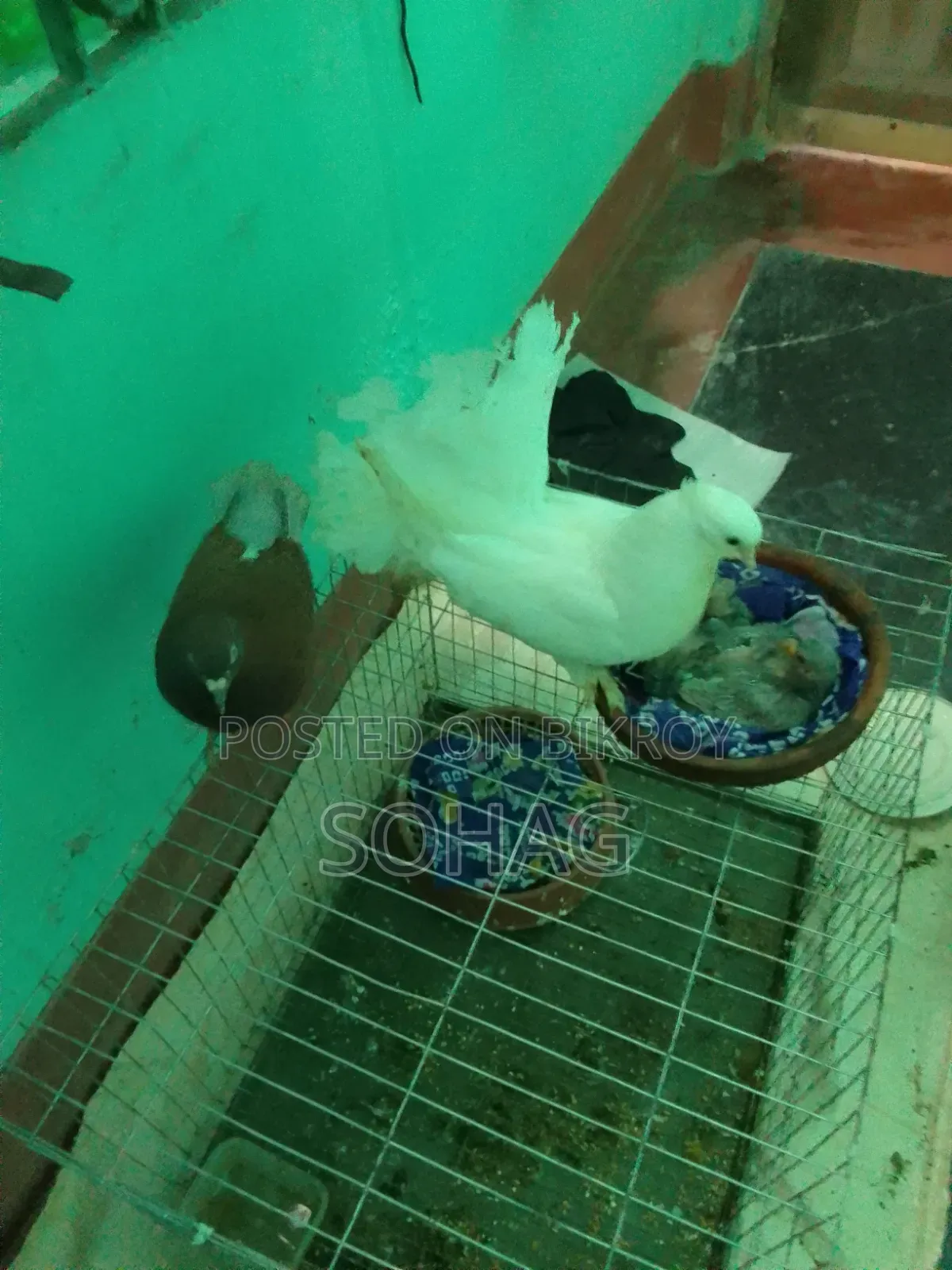 Looking to trade a beautiful pair of pigeons with two chicks in Chandpur Sadar
