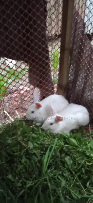 Rabbit for Sale