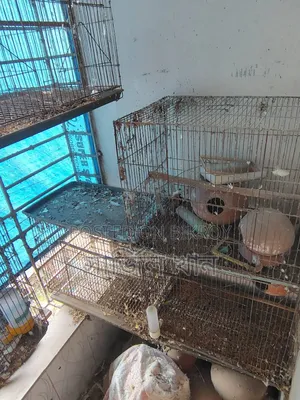 Old Bird Cages