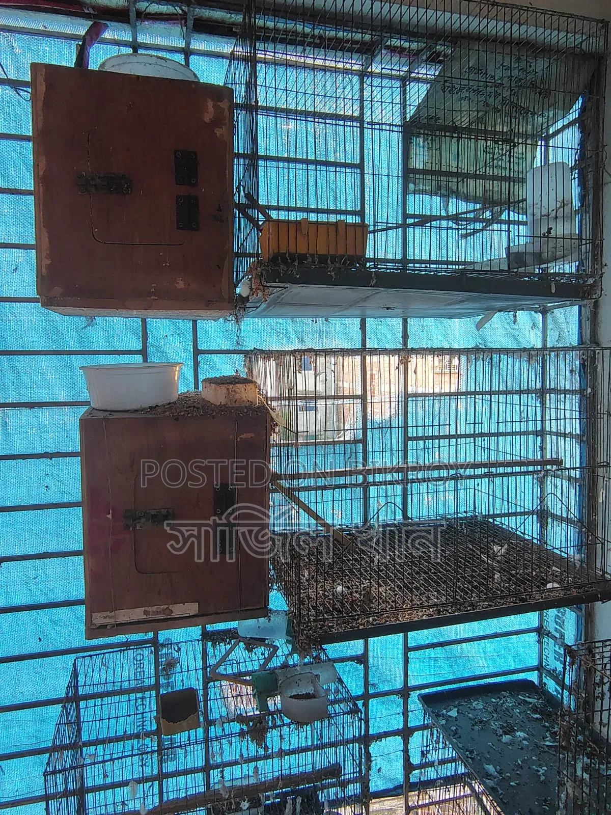 Old Bird Cages