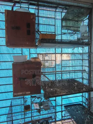 Old Bird Cages