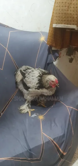 ব্রহ্মা মুরগি