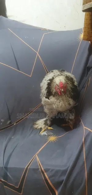 ব্রহ্মা মুরগি