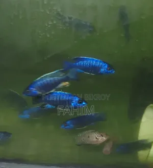 Chiklate Fish