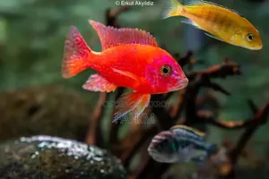 Chiklate Fish