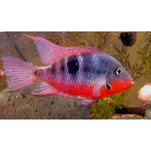 Chiklate Fish