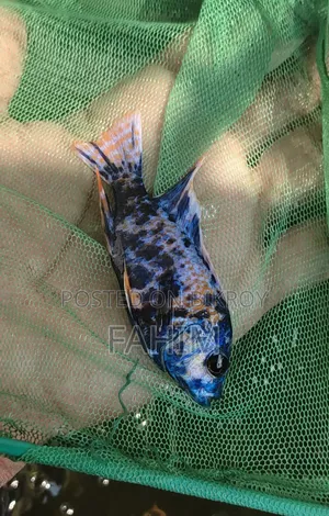 Chiklate Fish