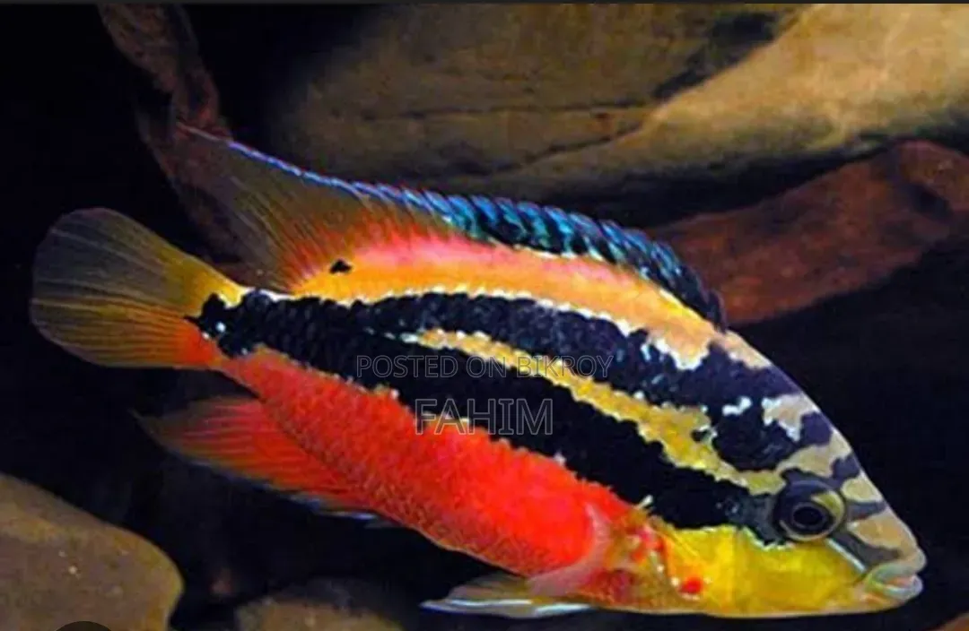 Chiklate Fish
