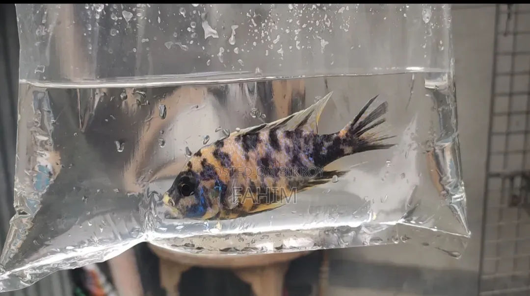 Chiklate Fish