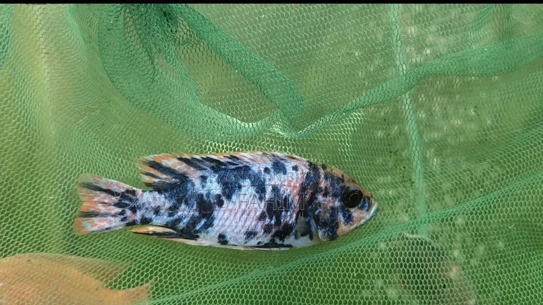 Chiklate Fish