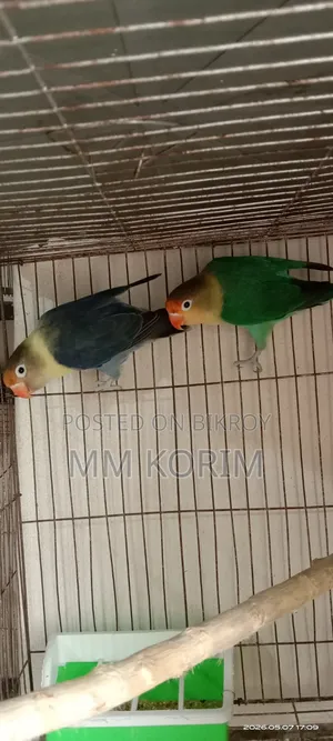 Love Bird