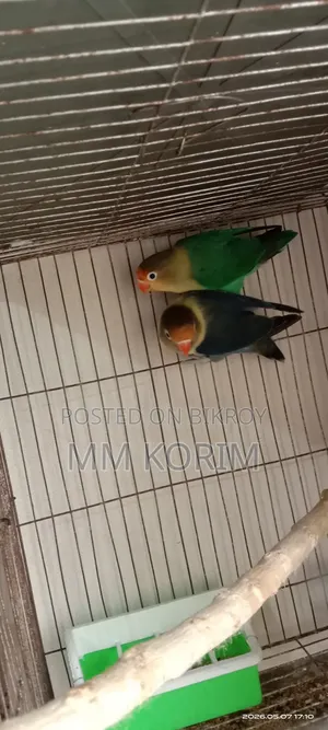 Love Bird