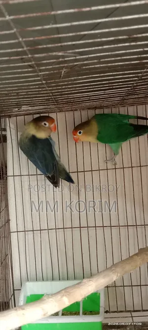 Love Bird