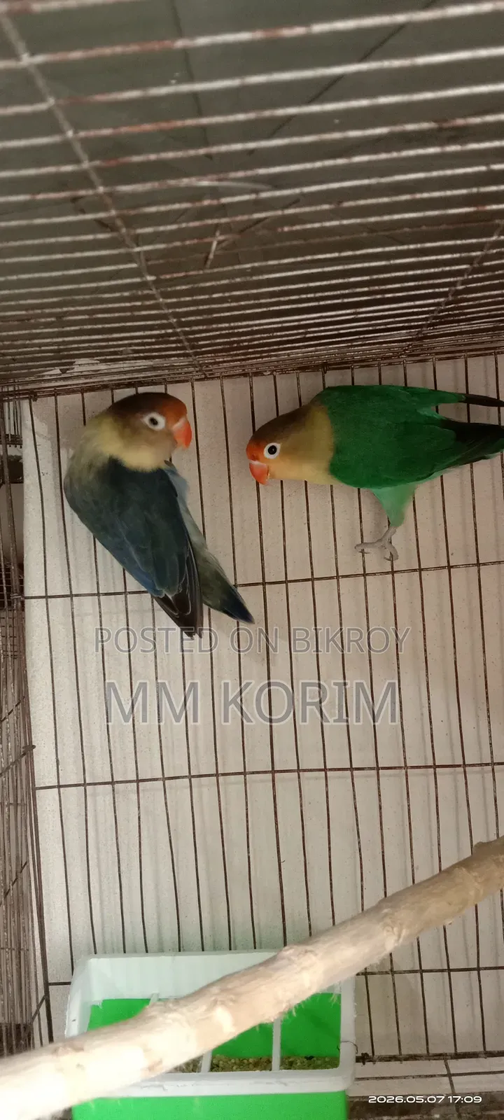 Love Bird