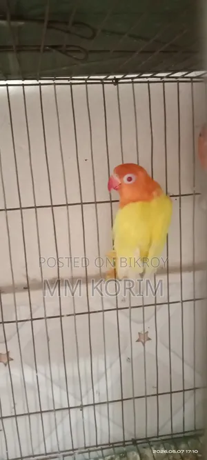 Love Bird