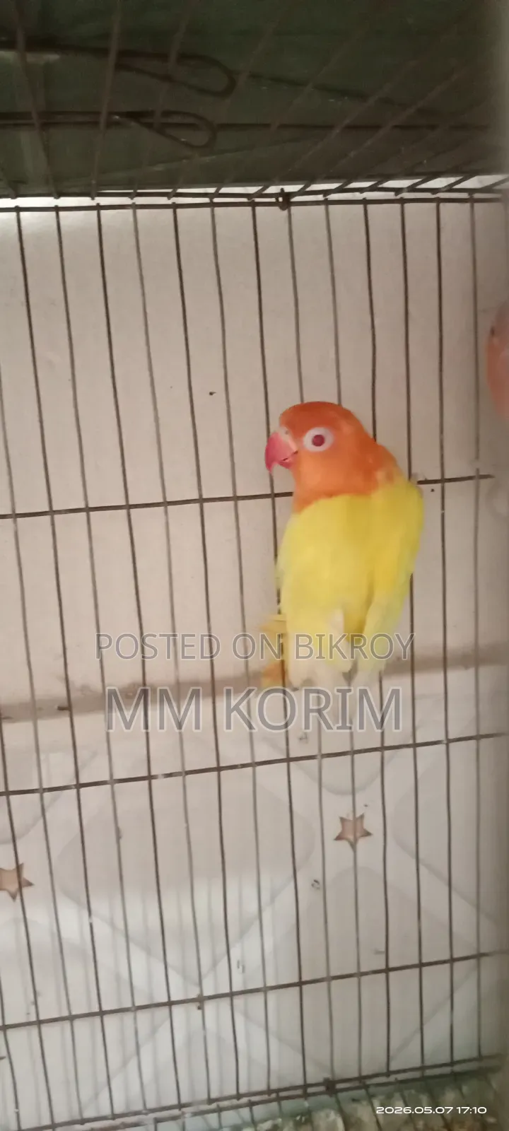 Love Bird