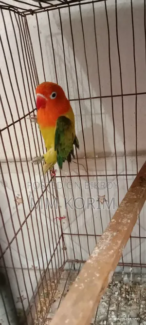 Love Bird