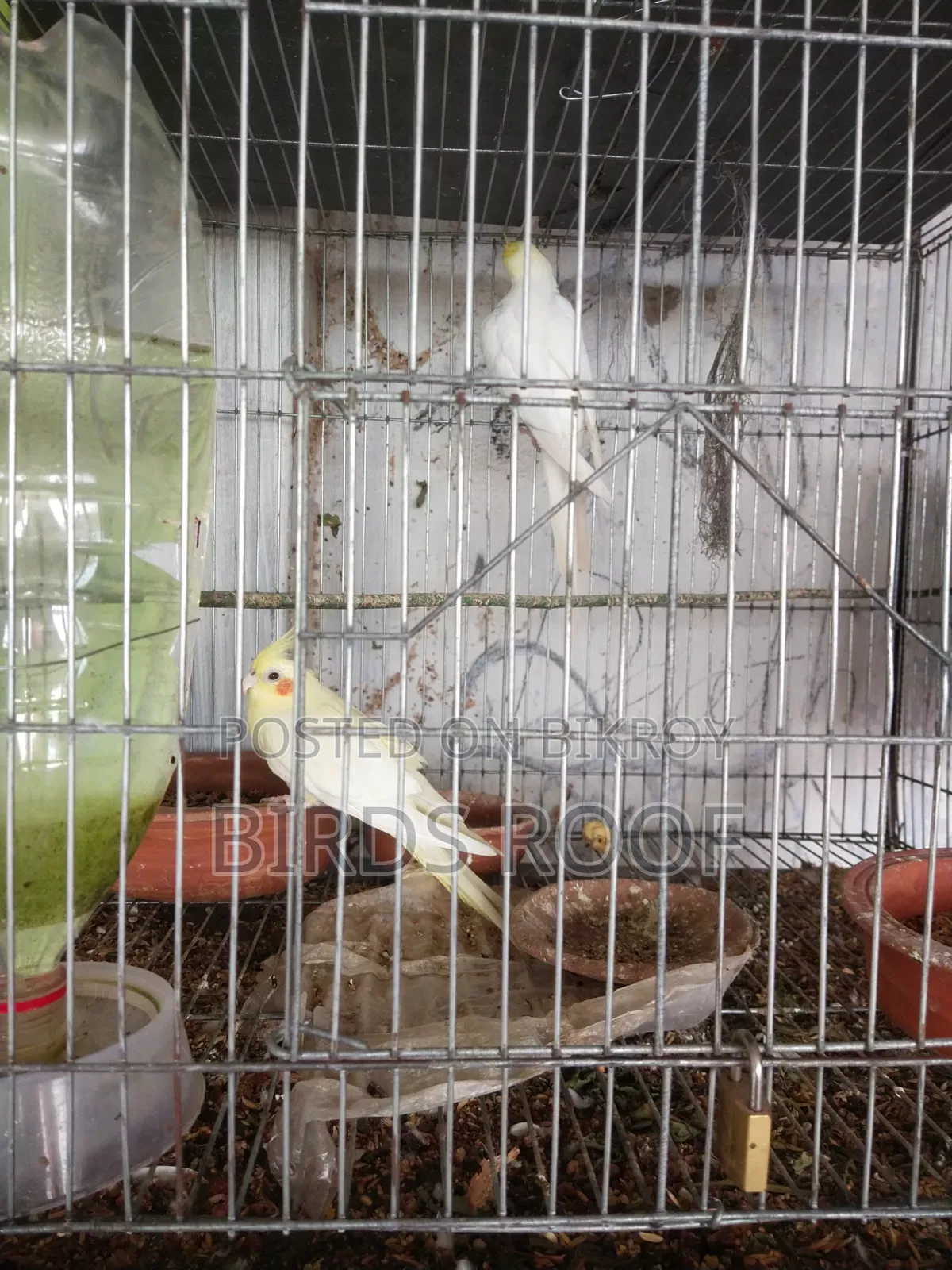Lutino Running Pair